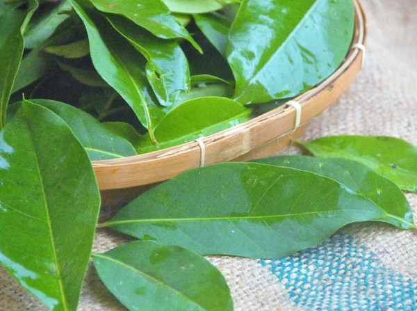 Selain Untuk Bumbu, Ini Manfaat Rebusan Daun Salam Menurut Ahli Gizi