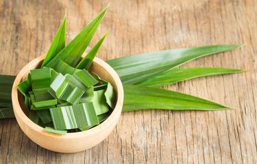 Daun Pandan Efektif Mengusir Kecoa?