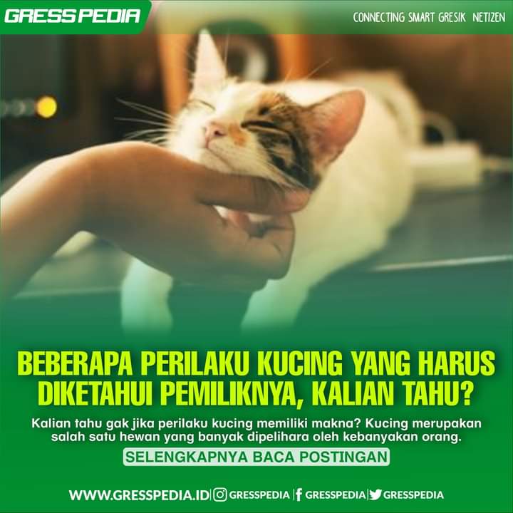 Beberapa Perilaku Kucing yang Harus diketahui Pemiliknya, Kalian Tahu?