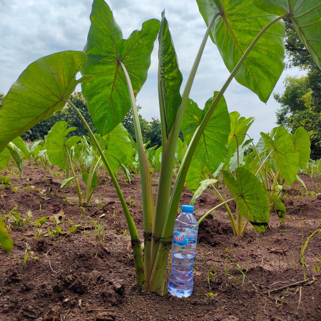 Pemuda Asal Panceng Kembangkan Talas Pratama di Gresik Utara