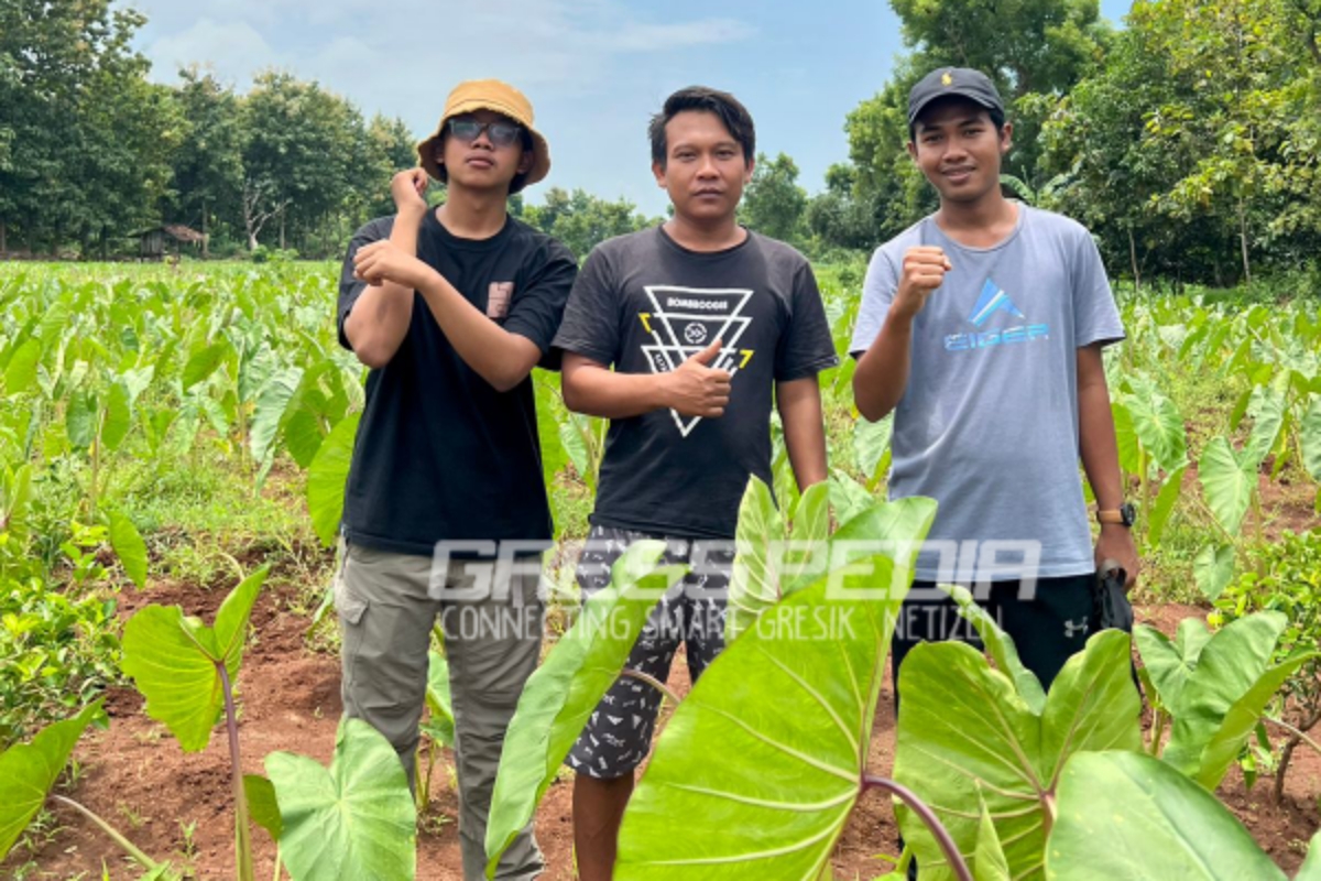 Pemuda Asal Panceng Kembangkan Talas Pratama di Gresik Utara