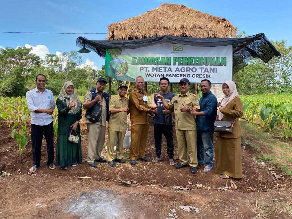 Para Pemuda di Panceng Gresik Olah Hasil Budidaya Talas Menjadi Tepung Premium