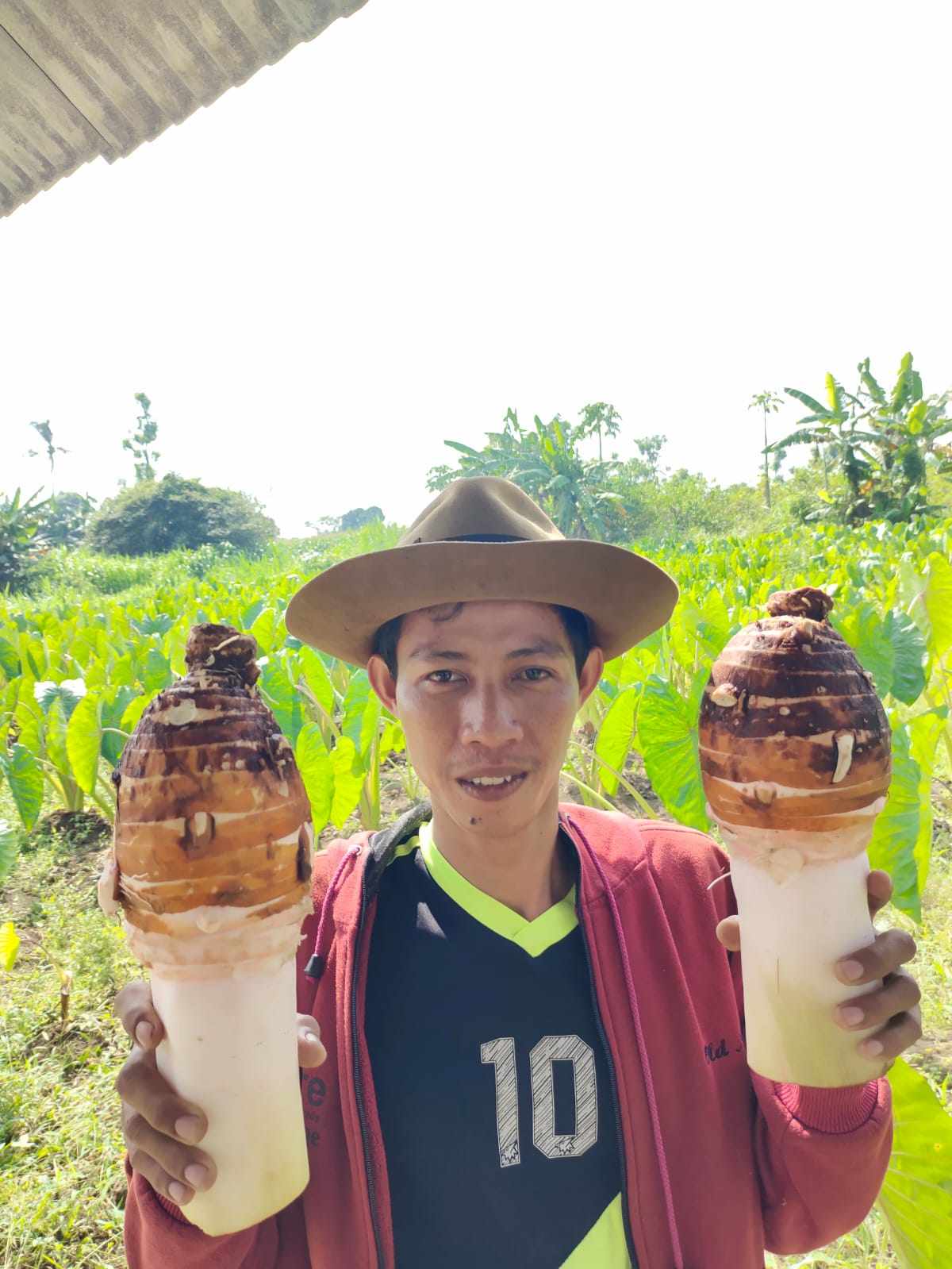 Para Pemuda di Panceng Gresik Olah Hasil Budidaya Talas Menjadi Tepung Premium