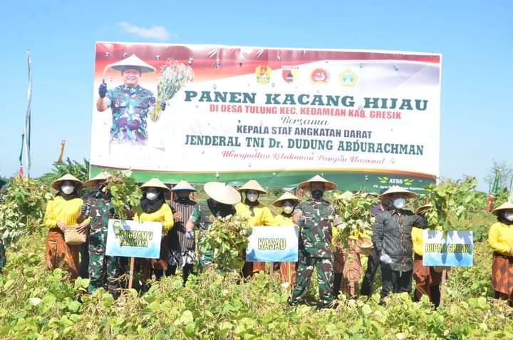 Panen Kacang Hijau KASAD Bersama Petani Desa Tulung Kedamean Kabupaten Gresik