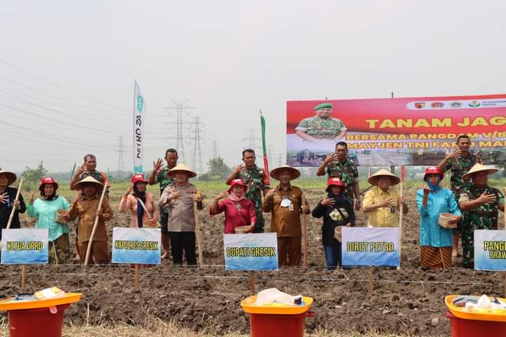 Kapolres Gresik bersama Forkopimda Dampingi Pangdam V/Brawijaya Panen Padi