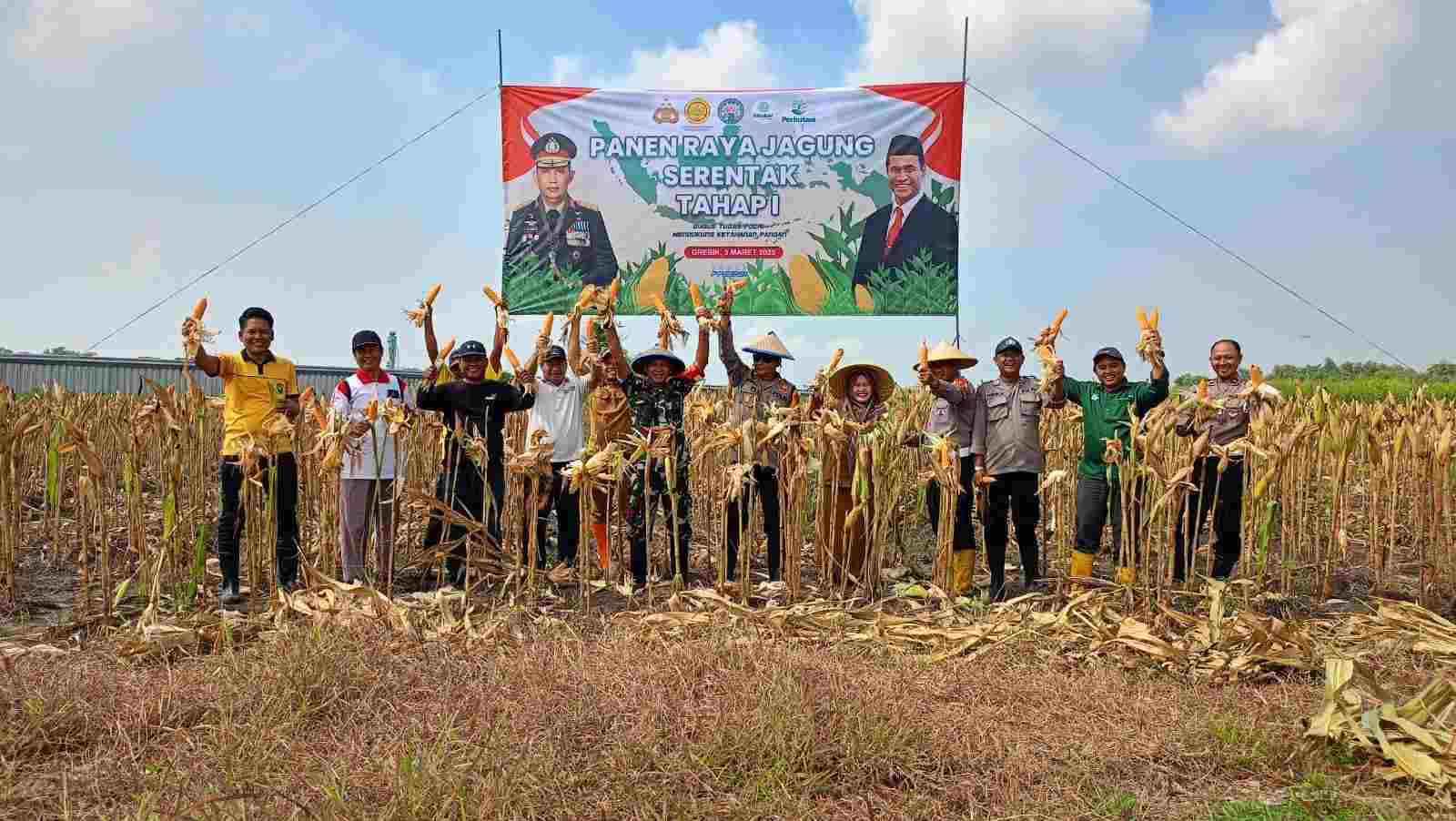Panen Raya Jagung di Desa Karangandong: Wujud Nyata Sinergi untuk Ketahanan Pangan di Gresik