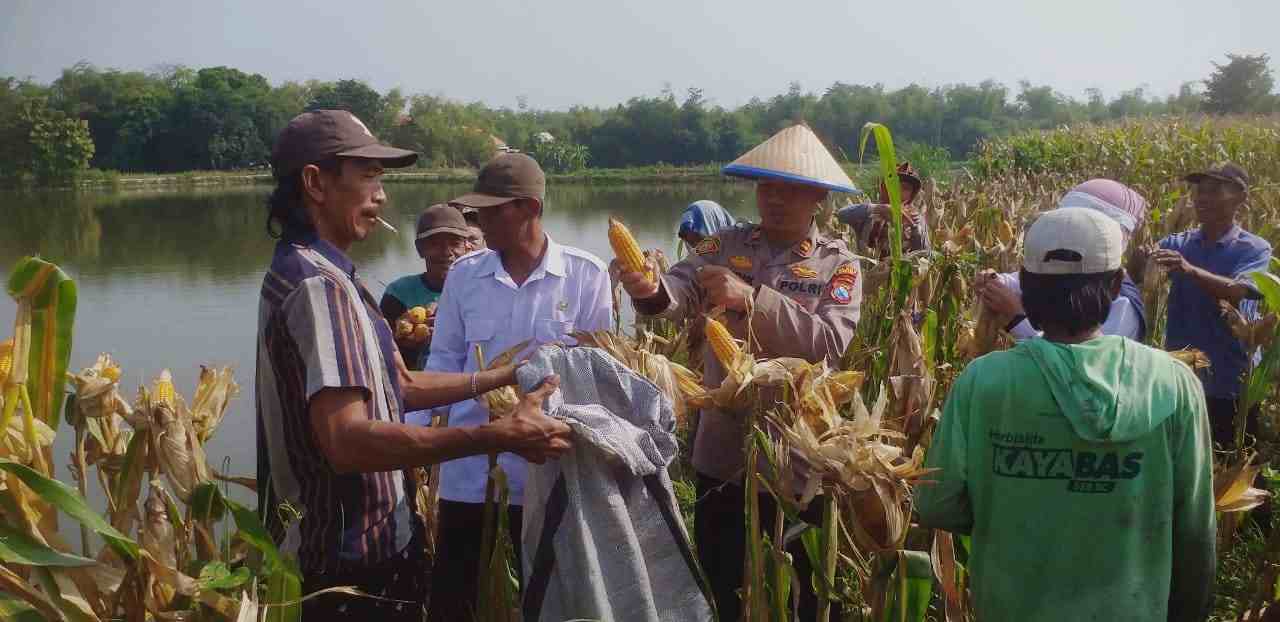 Jagung Melimpah di Cerme, Panen Raya Polsek Cerme bersama UPT Pertanian, dan Pemdes Sukoanyar