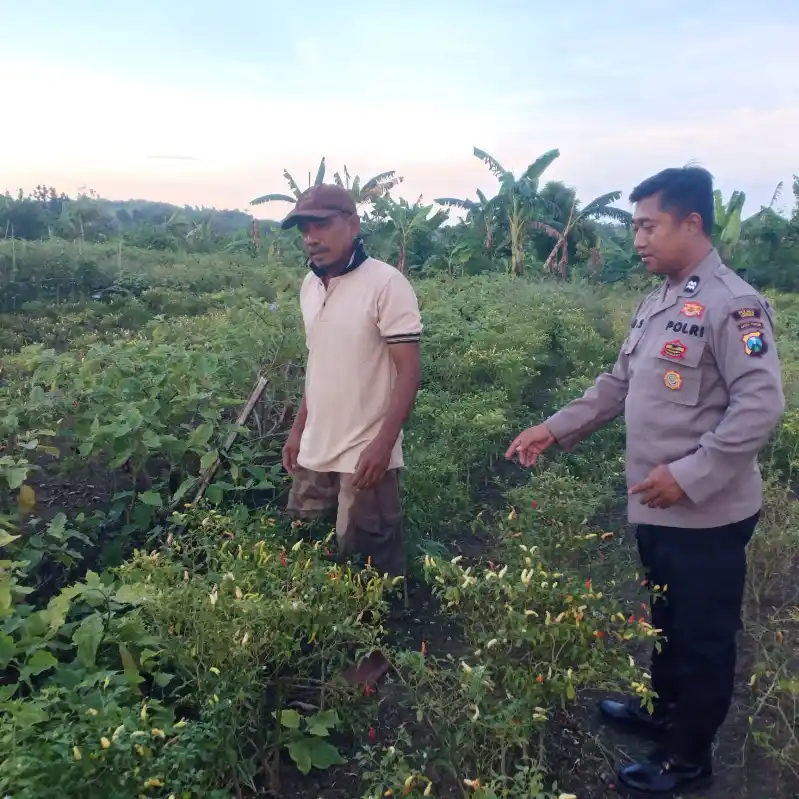 Anggota Polsek Kedamean Ikut Berperan Merawat tanaman Cabe di Desa Sidoraharjo.