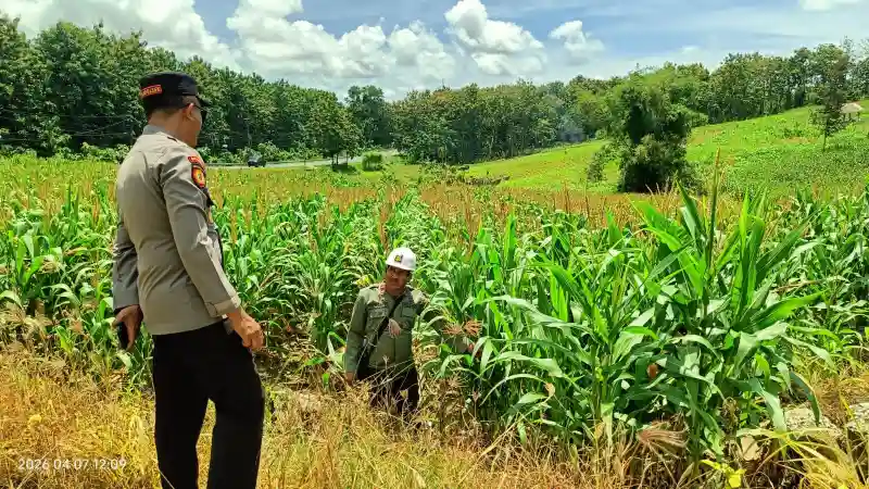 Sinergi Polri dan Petani, Kapolsek Panceng Turun Langsung Rawat Tanaman Jagung di Desa Prupuh