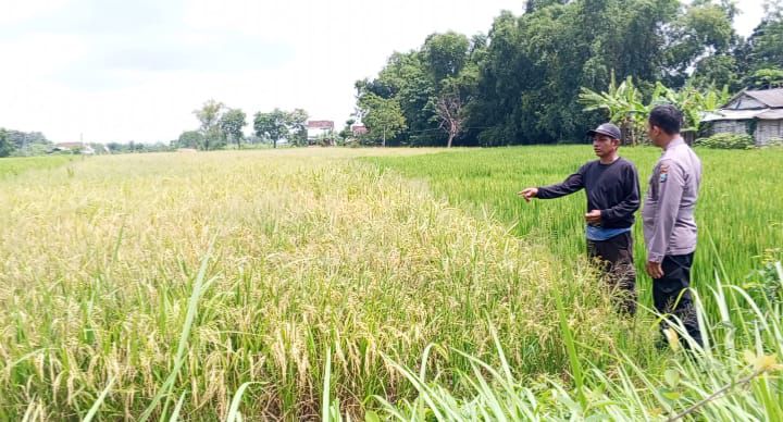 Bhabinkamtibmas Polsek Balongpanggang turut andil Dalam kegiatan pertanian di Desa Tenggor