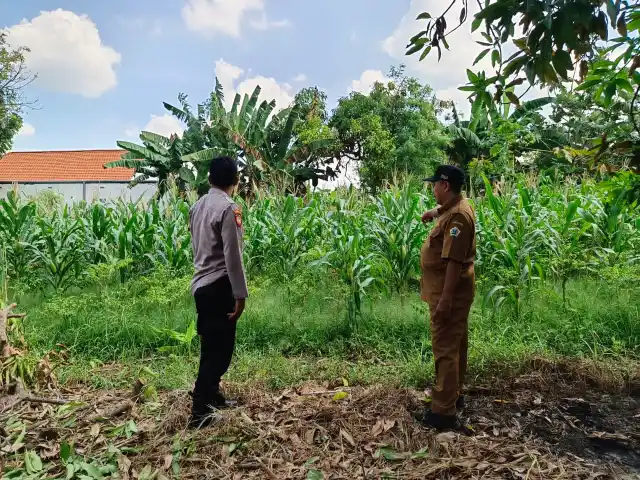 Bhabinkamtibmas Polsek Driyorejo turut andil Dalam kegiatan pertanian di Desa Tenaru