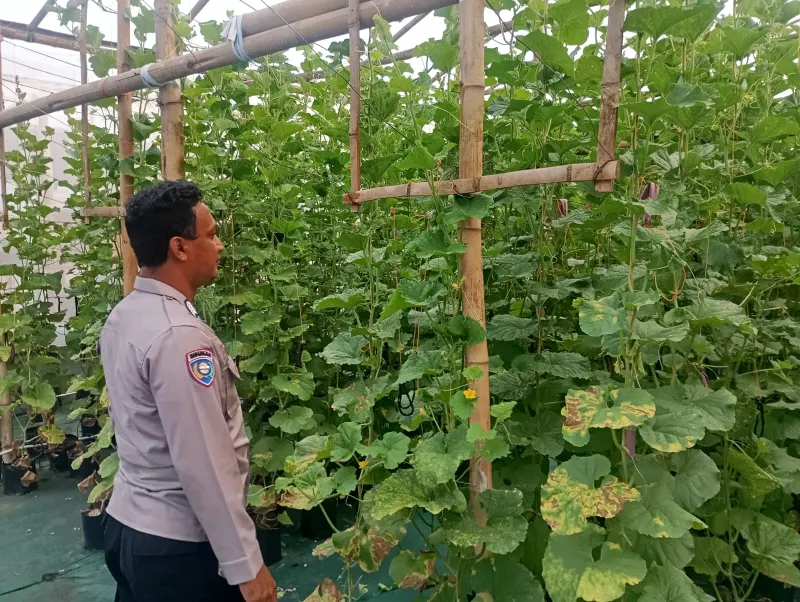 Bhabinkamtibmas Polsek Duduksampeyan Turut Andil Dalam Kegiatan Pertanian di Desa Sumengko