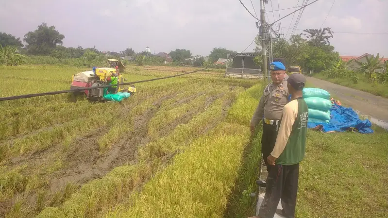 Polres Gresik Perkuat Ketahanan Pangan Melalui Pendampingan Petani di Wilayah Balongpanggang