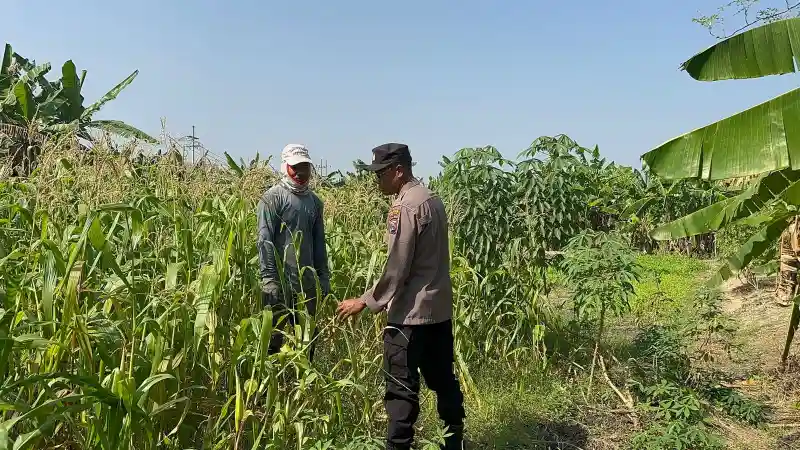 Polsek Kebomas Intensif Dampingi Petani, Perkuat Swasembada Pangan di Gresik