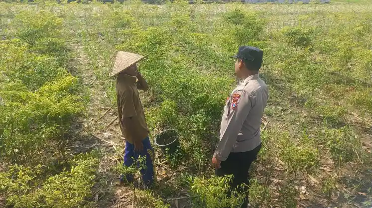 Polri Hadir di Tengah Petani, Bhabinkamtibmas Sumbergede Monitoring Perkembangan Tanaman Cabe