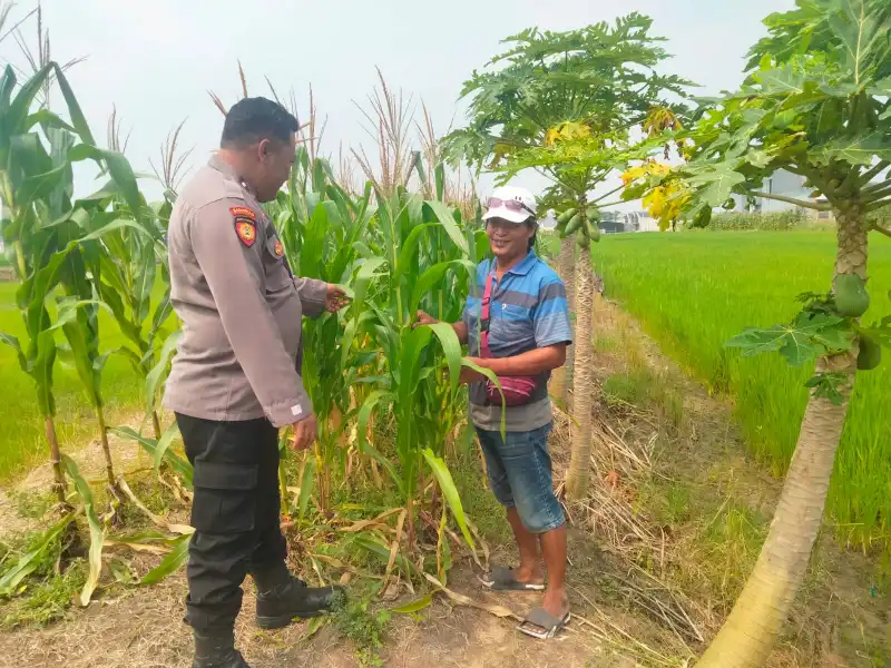 Polsek Cerme Aktif Dampingi Petani Jagung, Dorong Terwujudnya Swasembada Pangan