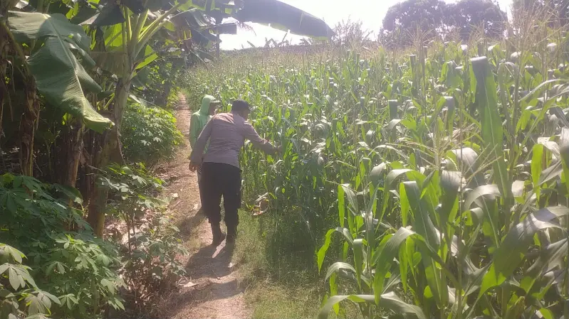 Polri Hadir di Tengah Petani, Bhabinkamtibmas Desa Babatan Monitoring Perkembangan Tanaman Jagung