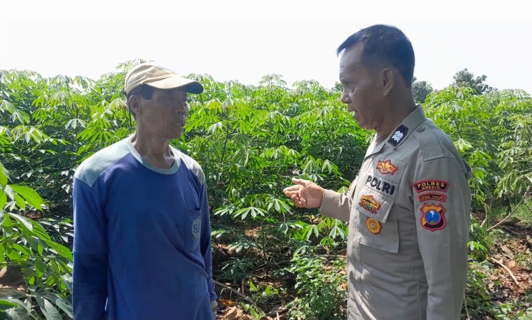 Tanaman Singkong Jadi Fokus Monitoring Polsek Ujungpangkah dalam Program Ketahanan Pangan