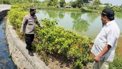 Kapolsek Sidayu Monitoring Tanaman Cabai di Kertosono, Wujud Dukungan Ketahanan Pangan Nasional