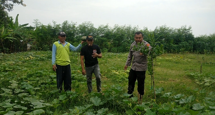 Polsek Dukun Aktif Dampingi Petani, Monitoring Tanaman Labu untuk Dukung Ketahanan Pangan Nasional
