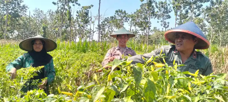 Polri Dukung Ketahanan Pangan, Anggota Polsek Panceng Cek Perkembangan Tanaman Cabai di Lahan LMDH Prupuh