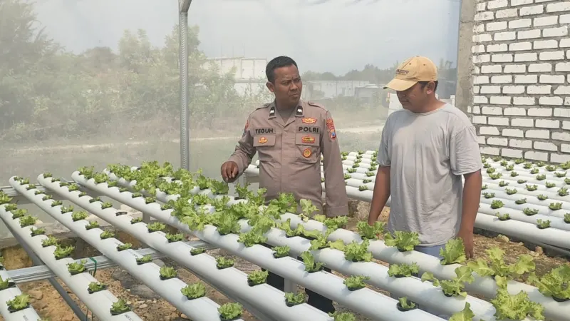 Kapolsek Sidayu Tinjau Tanaman Selada di Sukorejo, Dukung Program Ketahanan Pangan Nasional