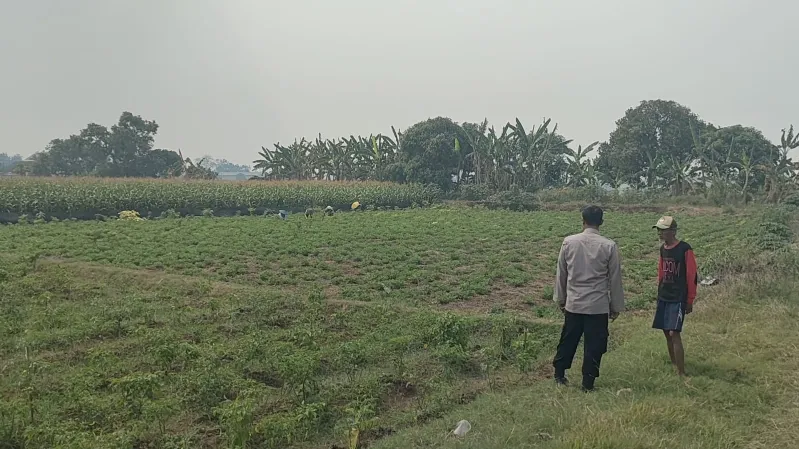 Polri Hadir di Tengah Petani, Polsek Sidayu Pantau Tanaman Cabai di Wadeng