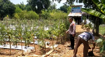 Dukung Swasembada Pangan, Polsek Dukun Cek Perkembangan Tanaman Tomat di Tebuwung