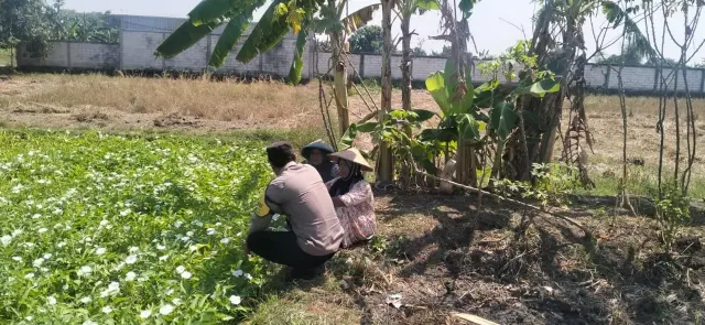Polsek Benjeng Pantau Tanaman Kangkung untuk Dukung Ketahanan Pangan Nasional