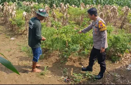 Polsek Driyorejo Pantau Tanaman Cabai di Desa Banjaran, Dukung Program Ketahanan Pangan Nasional