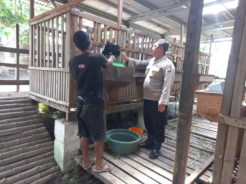 Pengecekan Peternakan Kambing di Desa Banjarsari, Wujud Dukungan Polsek Cerme terhadap Program Ketahanan Pangan