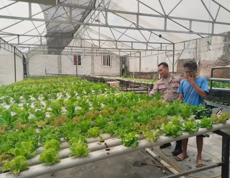 Polsek Benjeng Dukung Program Ketahanan Pangan Melalui Pengecekan Tanaman Sawi Hidroponik di Desa Bulurejo