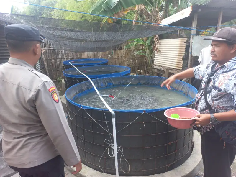 Polsek Cerme Cek Kolam Budidaya Lele di Desa Dungus Dukung Program Presiden RI Wujudkan Swasembada Pangan