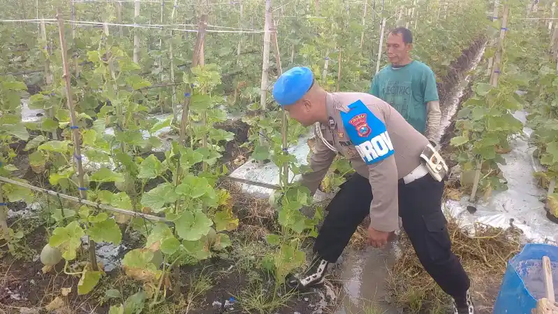 Budidaya Melon di Balongpanggang Dapat Pendampingan Polri demi Swasembada Pangan