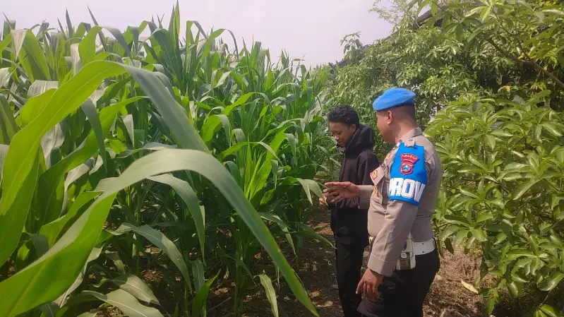 Wujudkan Swasembada Pangan, Polsek Balongpanggang Tinjau Lahan Jagung di Desa Dapet