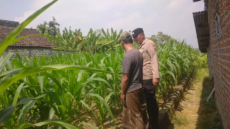 Polsek Balongpanggang Cek Tanaman Jagung di Kedungsumber, Dukung Swasembada Pangan Nasional
