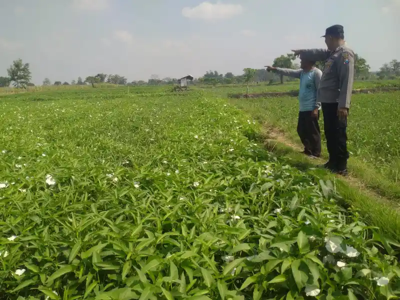 Balongpanggang Cek Budidaya Kangkung di Desa Tanahlandean, Dukung Program Swasembada Pangan Nasional