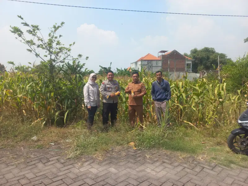POLRES GRESIK DUKUNG PROGRAM KETAHANAN PANGAN MELALUI PENGECEKAN TANAMAN JAGUNG DI CERME