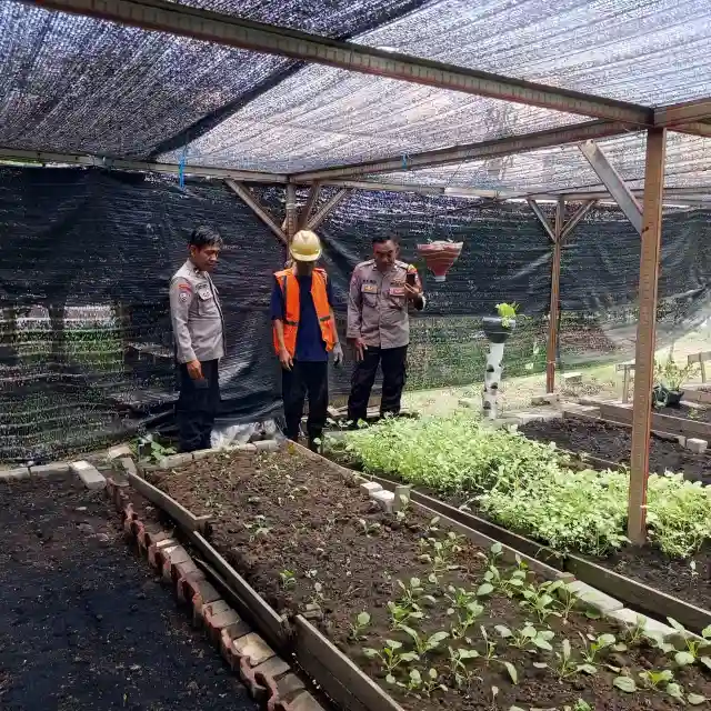 PENGECEKAN TANAMAN SAWI DI DESA MANYARREJO, KAPOLSEK MANYAR DUKUNG PROGRAM KETAHANAN PANGAN NASIONAL