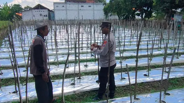 Dukung Ketahanan Pangan, Polsek Sidayu Monitoring Petani Tomat