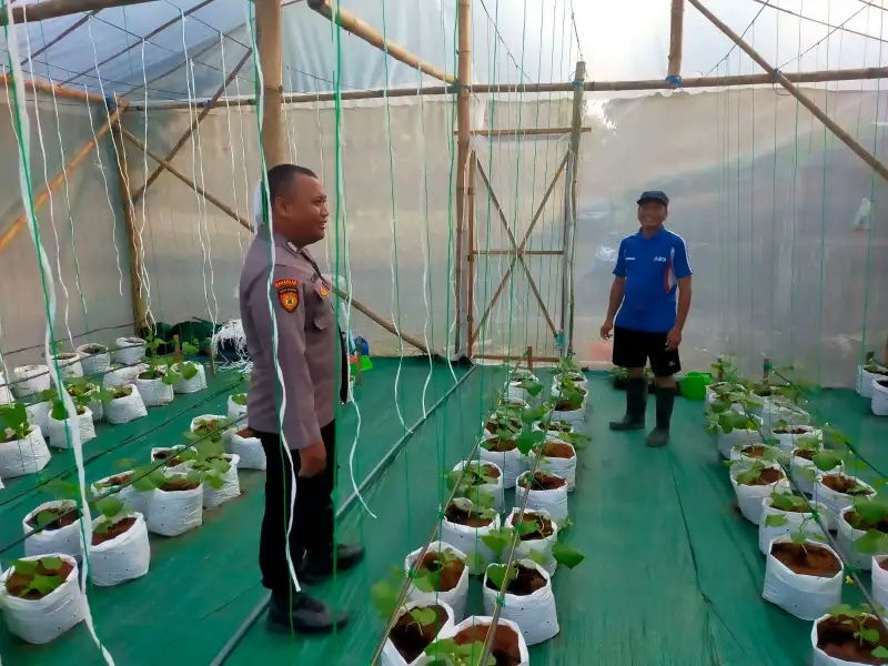 Dukung Arahan Presiden RI , Polsek Dukun Cek Perkembangan Tanaman Melon di Mojopentung