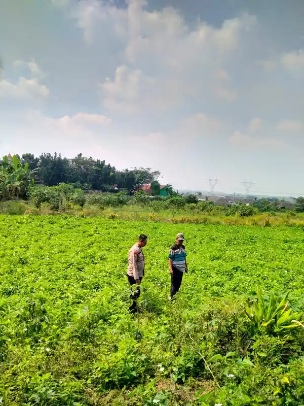 Polres Gresik Perkuat Ketahanan Pangan, Lakukan Pengecekan Budidaya Kangkung di Desa Kedamean