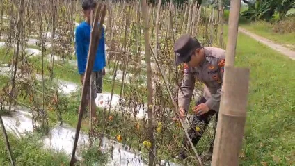 Dukung Ketahanan Pangan Nasional, Polres Gresik Cek Tanaman Tomat di Desa Lasem Sidayu