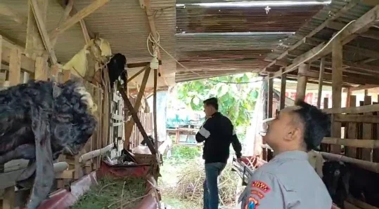 Polsek Benjeng Lakukan Monitoring Peternakan Kambing sebagai Wujud Dukungan Ketahanan Pangan Nasional