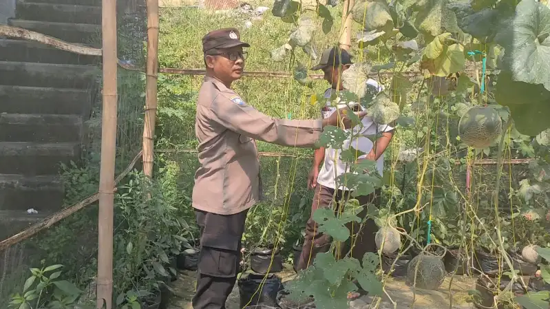 Polsek Sidayu Lakukan Pengecekan Tanaman Cabai Untuk Dukung Ketahanan Pangan Nasional