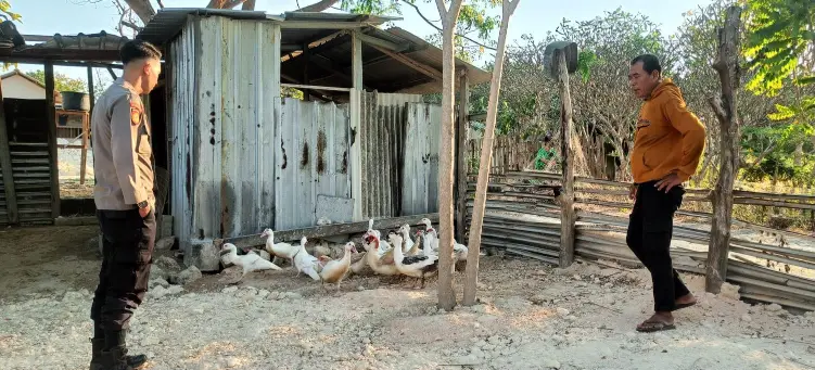 Polres Gresik Turut Perkuat Ketahanan Pangan Melalui Monitoring Peternakan Bebek di Panceng