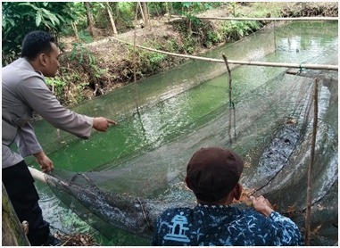 Polsek Benjeng Laksanakan Pengecekan Budidaya Lele Dukung Program Ketahanan Pangan Nasional