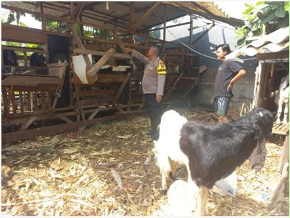 Kapolres Gresik Perintahkan Kapolsek Dukun Cek Peternak Kambing Dukung Program Ketahanan Pangan