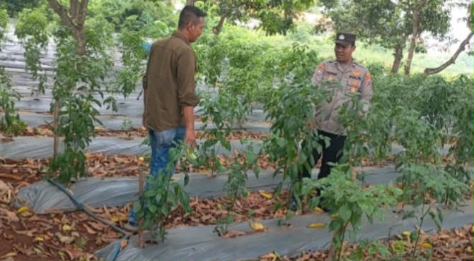 Kapolres Gresik Perintahkan Kapolsek Sidayu Cek Lahan Cabai Dukung Program Ketahanan Pangan