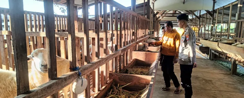 Polsek Panceng Cek Peternakan Kambing di Desa Prupuh, Dukung Program Ketahanan Pangan Nasional